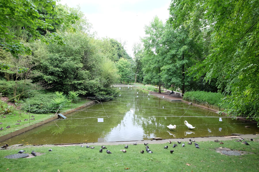 Pond with ducks, swans and pigeons