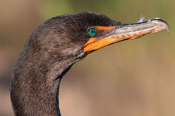 Tête de cormoran